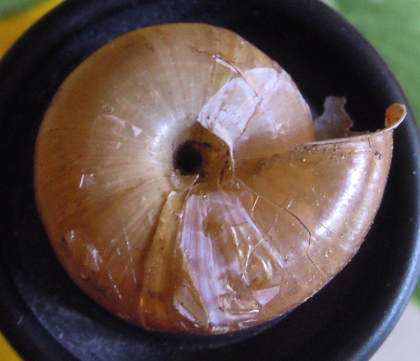 Chilostoma?